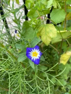 Dwarf Morning-glory thumbnail 3