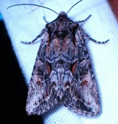 Lacinipolia sareta thumbnail 3