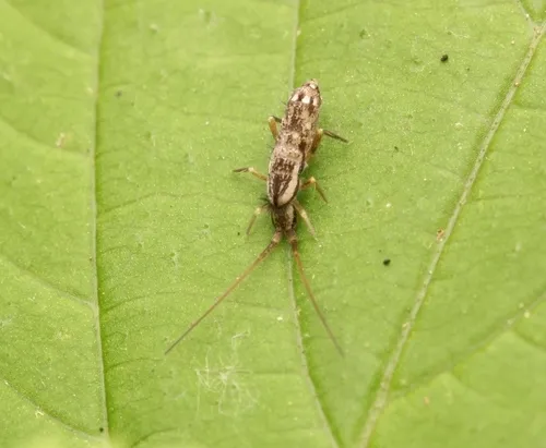 Pogonognathellus elongatus