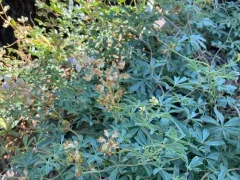 tracy's lupine thumbnail 2