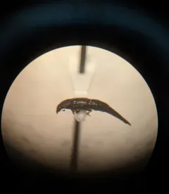 Conotelus obscurus thumbnail 1
