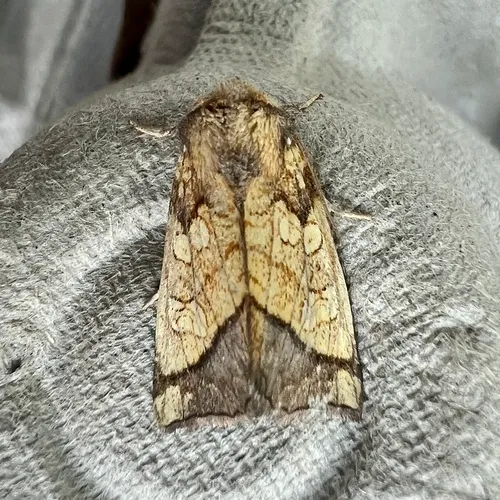 Rigid Sunflower Borer Moth