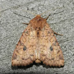 Yellow Three-Spot thumbnail 3