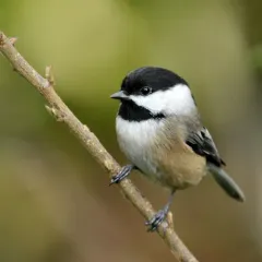Black-capped Chickadee thumbnail 5