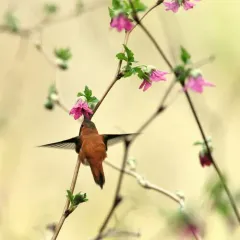 Rufous Hummingbird thumbnail 4