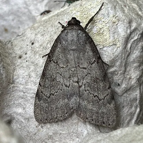 Serene Underwing