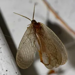Forcepsfly thumbnail 3
