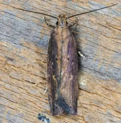 Eye-ringed Chionodes Moth thumbnail 4