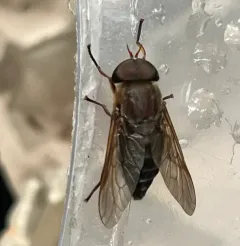 Devoted Horse Fly thumbnail 2