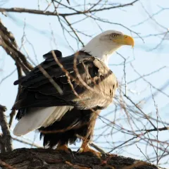Bald Eagle thumbnail 2