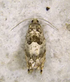 Winterberry Moth thumbnail 3