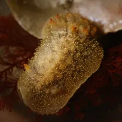 Nanaimo Dorid thumbnail 4