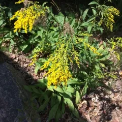 early goldenrod thumbnail 2