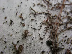 Robertus riparius thumbnail 3