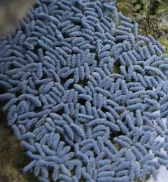 Seashore Springtail thumbnail 1