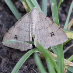 Californian Granite Moth thumbnail 2