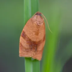 Carnation Tortrix thumbnail 3