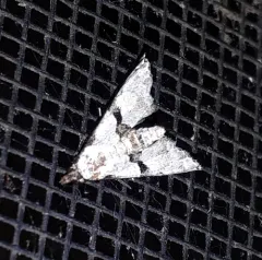 Thin-winged Owlet thumbnail 4