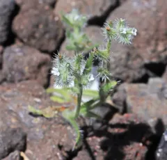 wilkes' cryptantha thumbnail 4