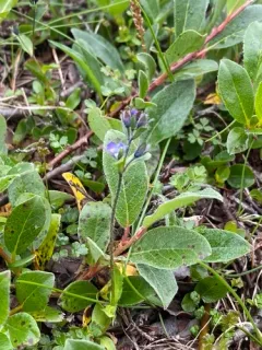 Alpine Speedwell thumbnail 2