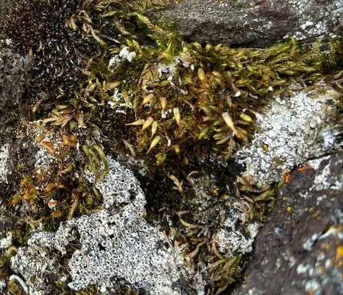Ribbed Candlesnuffer Moss