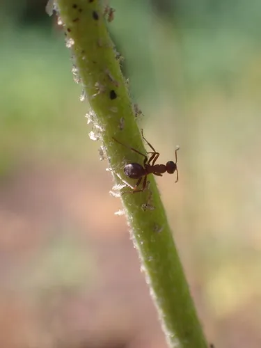 Adams' Mound Ant