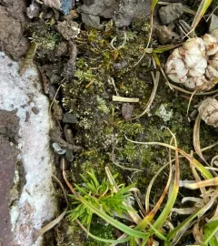 Silvergreen Bryum Moss thumbnail 1
