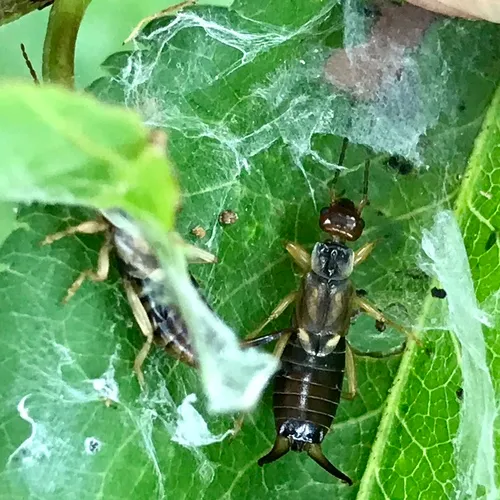 Western Earwig