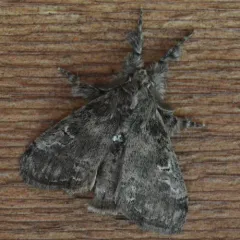 Variable Tussock Moth thumbnail 3