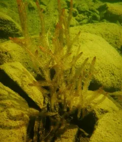 Alternate Water-milfoil thumbnail 1