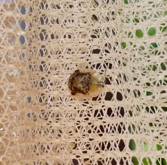 Small Tortoise Beetle thumbnail 2