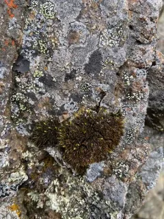 North Grimmia thumbnail 3