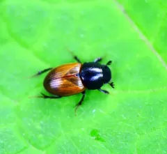 Acrossus rubripennis thumbnail 1