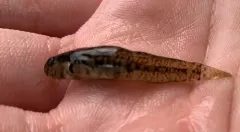 Seaboard Goby thumbnail 3