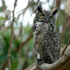 Great Horned Owl