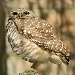 Burrowing Owl thumbnail 3
