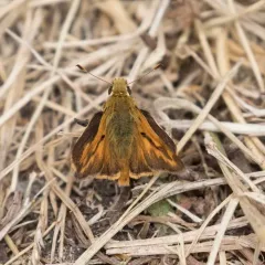Woodland Skipper thumbnail 2