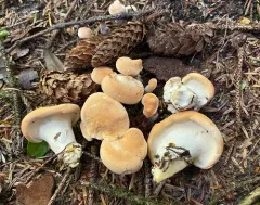 Hydnum washingtonianum thumbnail 2