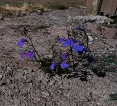 Garden Lobelia thumbnail 2