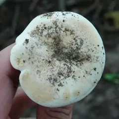 Peppery Milkcap thumbnail 4