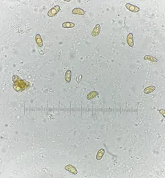 Inosperma apiosmotum thumbnail 4