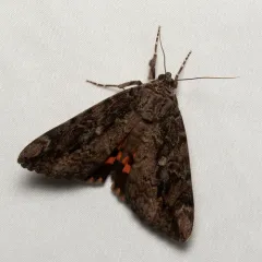 Betrothed Underwing thumbnail 4