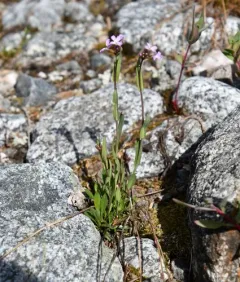 Calder's rockcress thumbnail 4