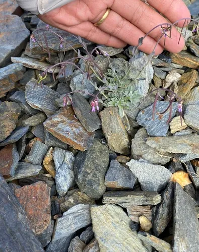 Soldier Rockcress