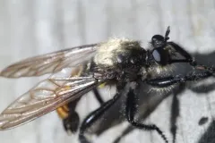 Northeastern Laphria thumbnail 3