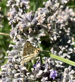Sandhill Skipper thumbnail 2