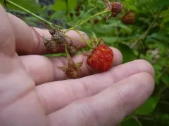 Aculeastrum americanum thumbnail 1