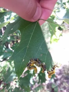 Willow Oak Sawfly thumbnail 4