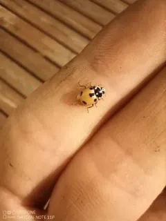 Expurgate Lady Beetle thumbnail 3
