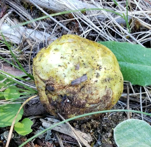 Rhizopogon occidentalis